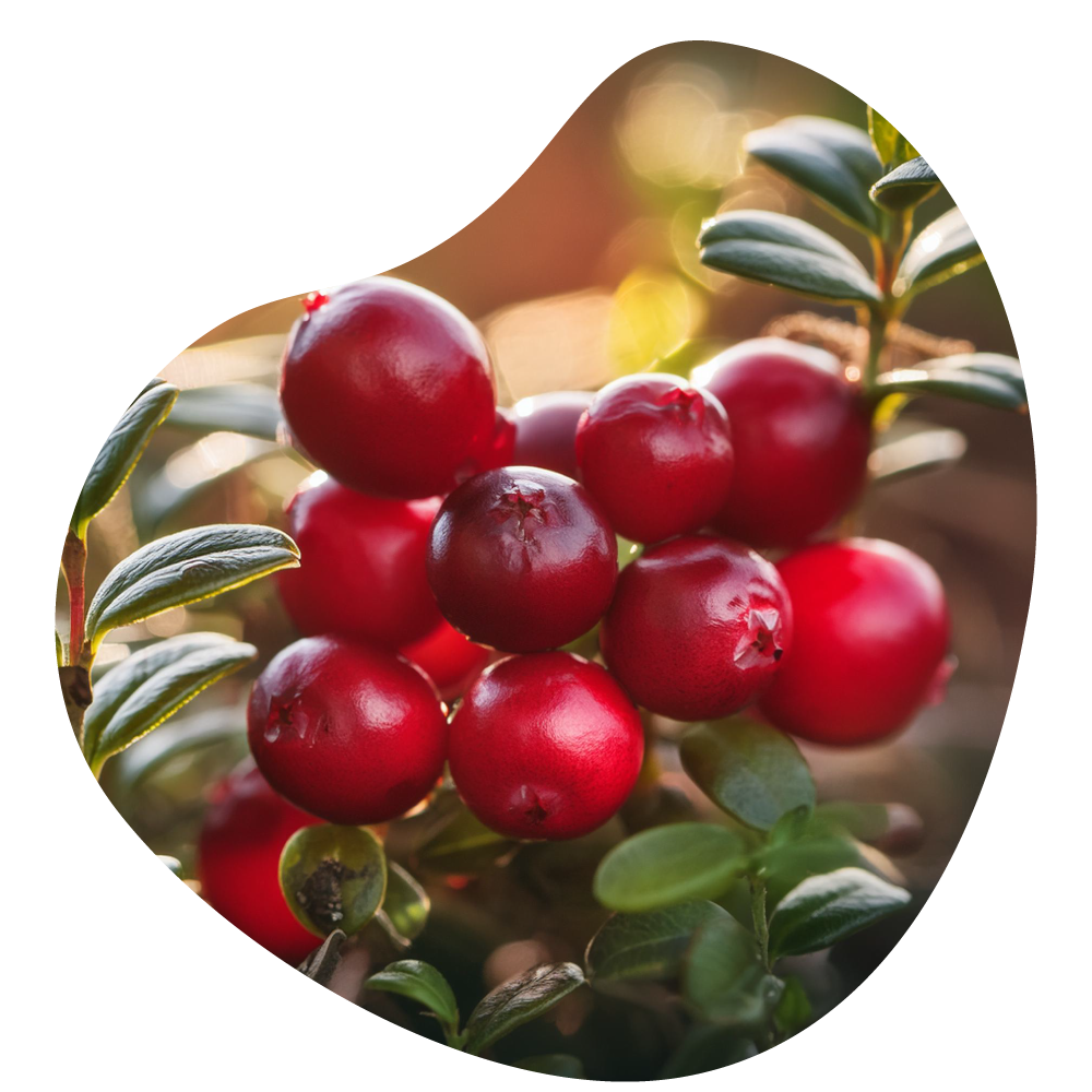 CRANBERRY