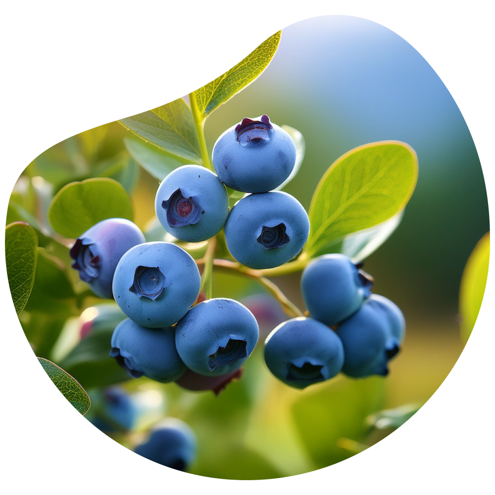 ARÁNDANO Bayas del Sur